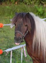 lachende pony
