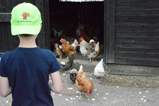 kipjes eten geven